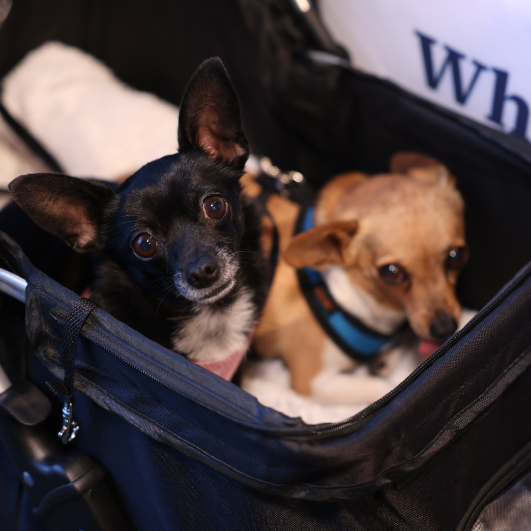 Dogs attending Fetch Veterinary Conference event managed by Local Exhibits